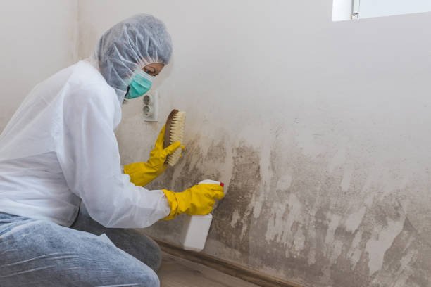 Why You Should Choose Our Mold Remediation Services in La Porte City, IA